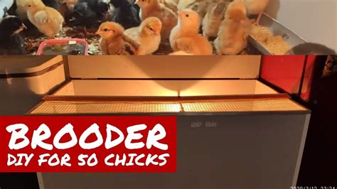 How To Make Chicken Brooder Low Budget Chicken Brooder Design Brooder For 50 Chicks Youtube