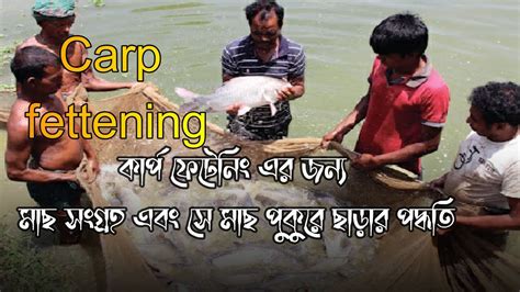 Carp Fettening কার্প ফ্যাটেনিং কার্প ফেটেনিং এর জন্য মাছ সংগ্রহ এবং