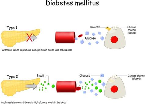 What Is the Primary Function of Insulin? Best Guide of 2021