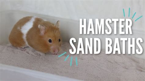 All About Hamster Sand Baths! - PetsBlogLive