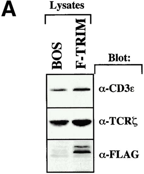 Overexpression Of Trim In Jurkat T Cells Alters The Subcellular