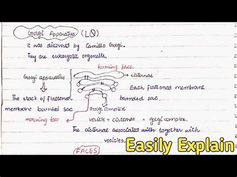 Golgi Apparatus Structure And Functions Class 11 YouTube