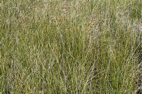 Claves para saber cuándo desbrozar un terreno Sintra S A