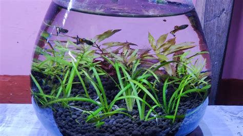 Simple Planted 2 Liter Fishbowl Set Up For Guppy Step By Step No