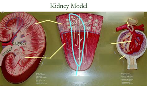 Anatomy practical pt 1: urinary system kidney model Diagram | Quizlet