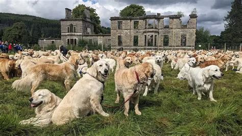A Treat For Dog Lovers Nearly 500 Golden Retrievers Gather To