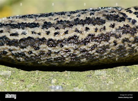 Close Up Photo Of Leopard Slug Also Known As Limax Maximus High