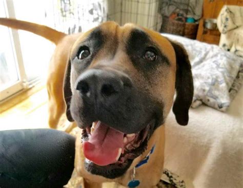 Bull Mastiff Rescue Nj