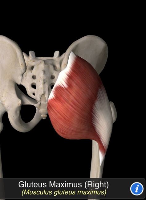 Musculus Gluteus Maximus Anatomy 3d Quick Architecture Artistic Anatomy