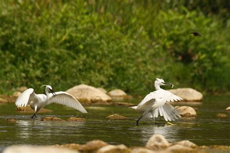 Little Egret | Audubon Field Guide