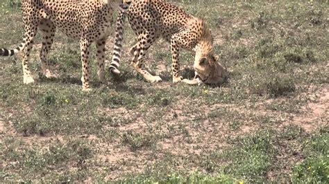 Cheetahs And Baby Gazelle Youtube