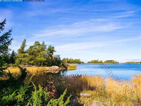 Kuva Syysmaisema järviruoko kaislikko keltainen lokakuu maisema