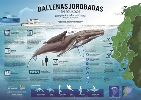 Mapa Observación de Ballenas Jorobadas - PlanetAndes