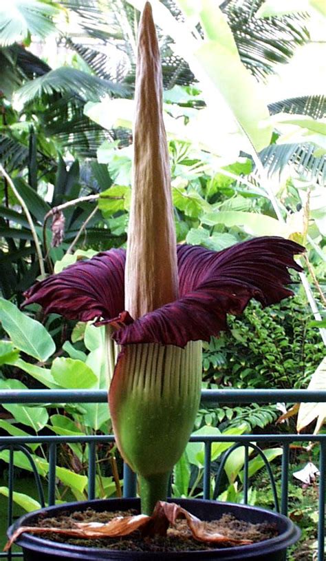 Amorphophallus Titanum Is A Flowering Plant With The Largest Unbranched