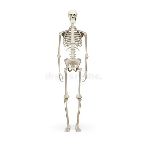 Realistic Skeleton Human Anatomy On White Stock Vector Illustration