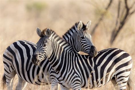 Zebra hug in South Africa - Photographic print for sale