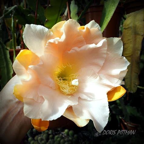 Epiphyllum Doris Pittman Orchid Cactus Christmas Cactus Desert