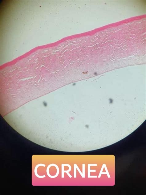 Cornea Histology Labeled