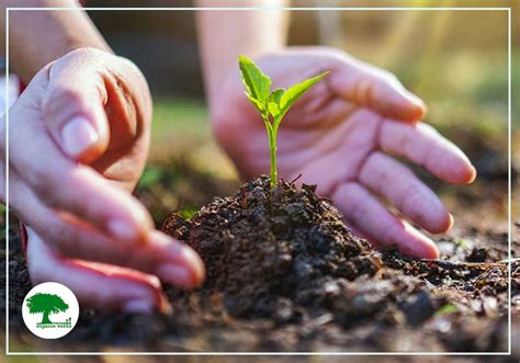 ¿cuáles Son Los Servicios De Regulación Y Cómo Impactan Al Medio Ambiente Espacio Verde