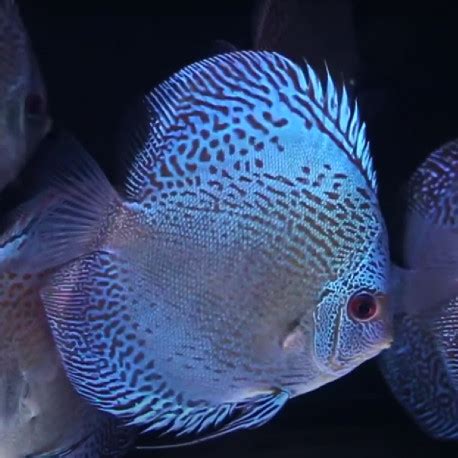 Symphysodon Sp Discus Snake Skin Cm