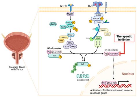 Cancers Free Full Text The Molecular Basis And Clinical