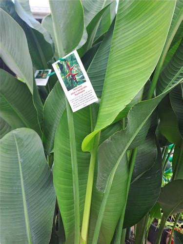 Heliconia Rauliniana Cobble Patch Loganlea