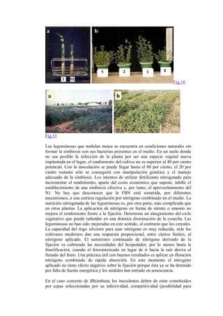 Fijación biológica de nitrógeno PDF