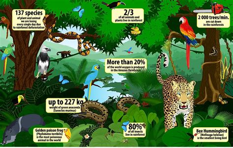 What Is A Rainforest? - WorldAtlas