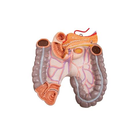 3b Scientific 21 Part Classic Unisex Torso Model With Open Anatomy