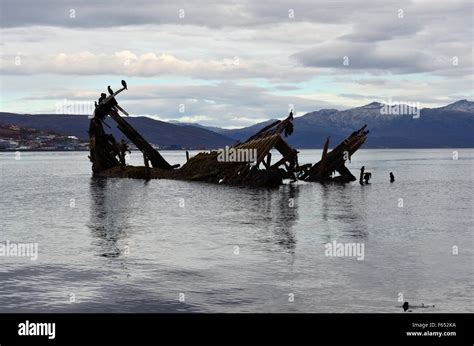 Beautiful Big Black Cormorant Birds Sitting On A Old Wooden Ship Wreck