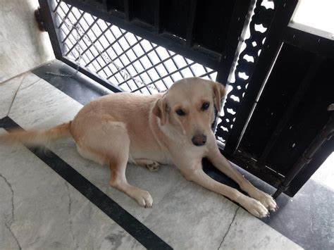 Premium Photo Lebra Dog