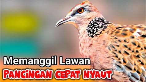 Tekukur Gacor Suara Memanggil Lawan Pancingan Cepat Nyaut Youtube