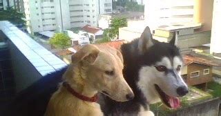 Blogue Da Bicharada Animais Em Apartamento