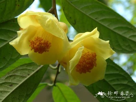 金花茶camellia Petelotii 花卉图片网