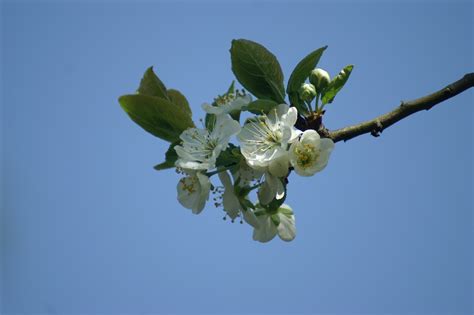 Free Images Tree Nature Branch Blossom Fruit Leaf Flower Food