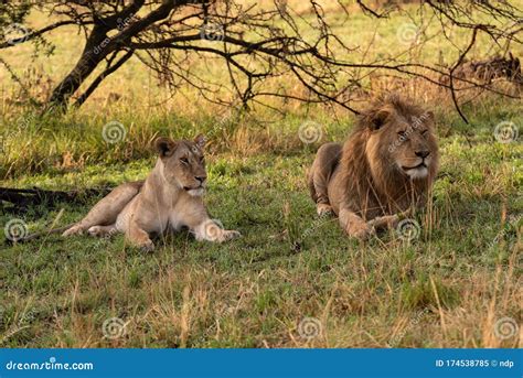 Male Lion And Lioness Lie Together Side By Side Stock Image Image Of Grassland Savanna 174538785