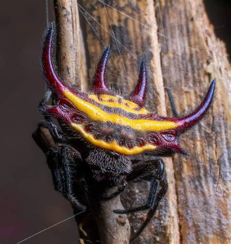 This Image Familiar To You This Is The Fungus Engyodontium Aranearum