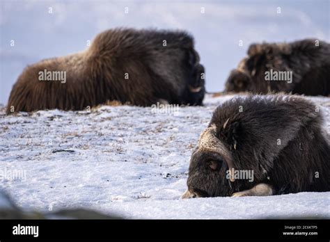 The Muskox With Scientific Name Ovibos Moschatus In Dovrefjell