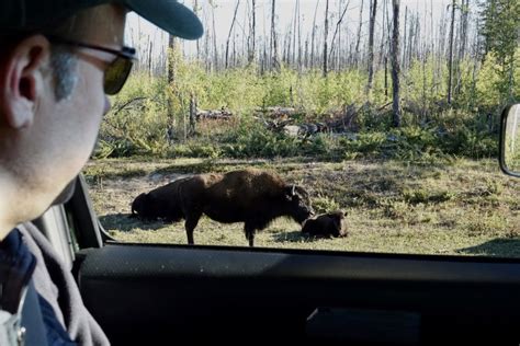 Road Tripping To Wood Buffalo National Park 10 Things To Know About