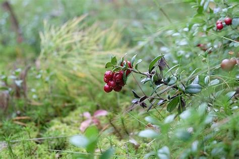 How To Grow Cranberries At Home Sow Small Garden