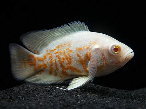 Albino Oscar Fish Aquarium Fish India