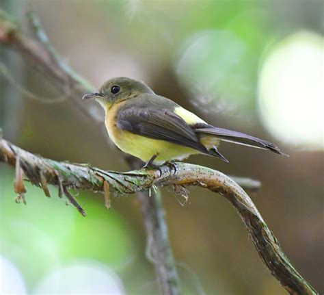 Foto Assanhadinho Myiobius Barbatus Por Karolina Moreira Wiki Aves