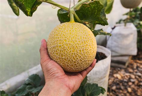 Tips For Growing Cantaloupe In Containers Backyard Boss