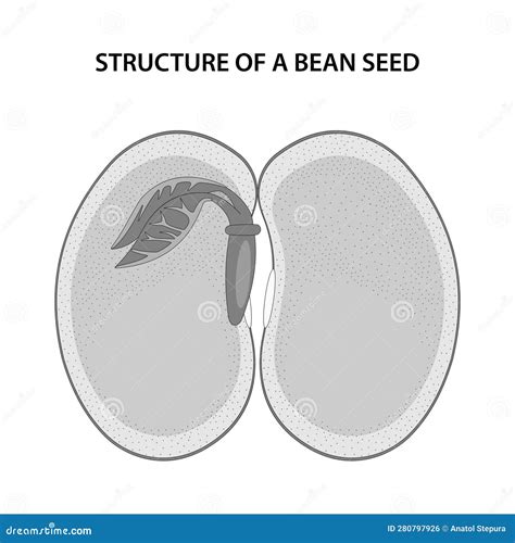 Structure Of A Bean Seed Diagram Unlabelled Stock Vector