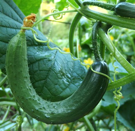 Gli Ortaggi Il Cetriolo Cucumis Sativus Coltivazione E Cura