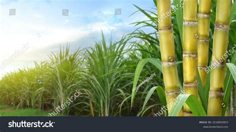 Estallos de caña de azúcar con Foto de stock 2218950953 Shutterstock