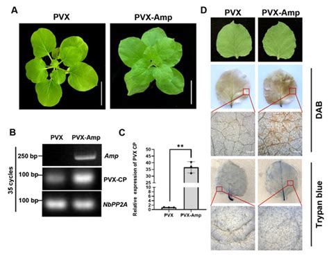 Effect Of Amp On Potato Virus X Pvx Virulence In N Benthamiana A Download Scientific