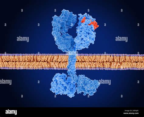 Illustration Of A Human Cell Membrane Purple And Orange Showing A Human Epidermal Growth