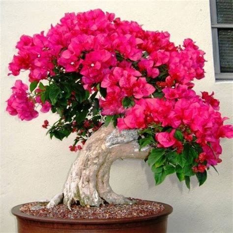 Bonsai Soil Mix - The Bonsai Master