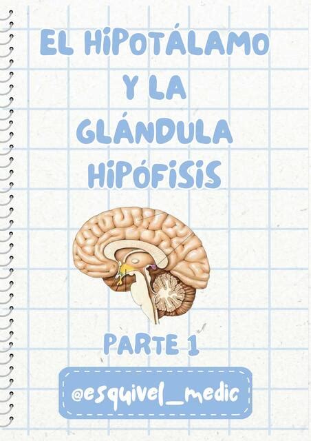 El Hipotalamo Y La Glandula Hipofisi Luis Esquivel Pe A Udocz